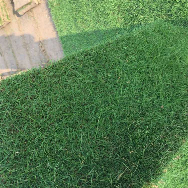 朱雨苗木案例图片