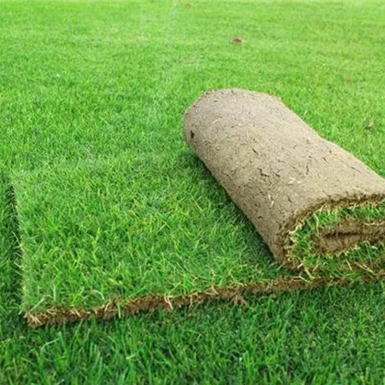 朱雨苗木案例图片