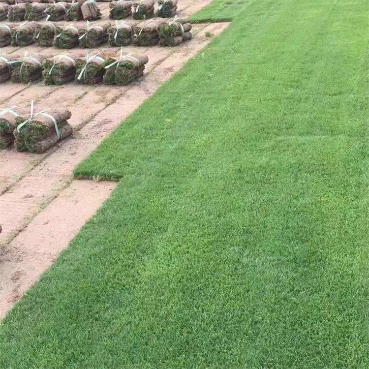 沈阳市果岭草中华结缕草