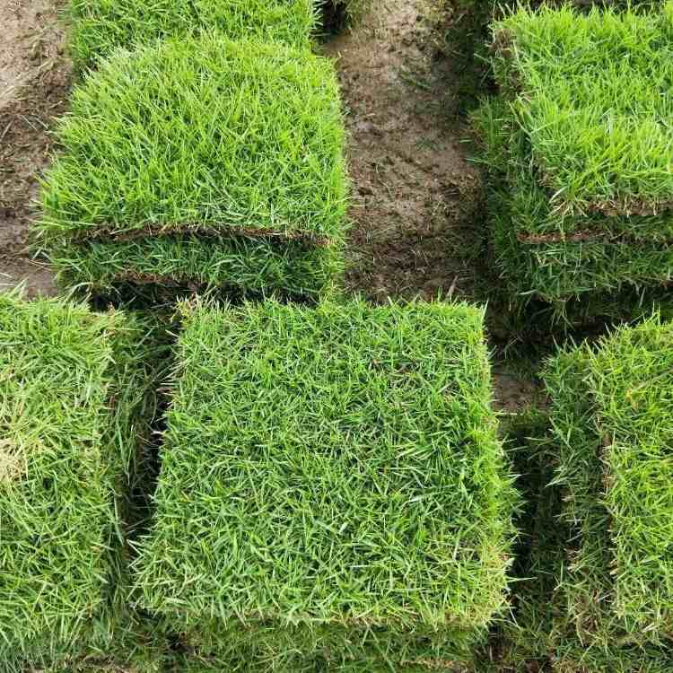 沈阳市中华结缕草四季青