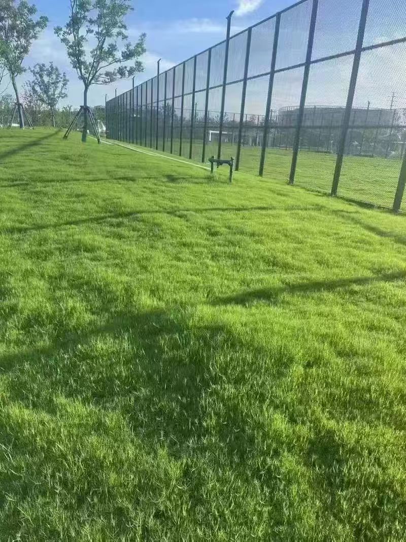 济宁市灌木种子野花组合种子