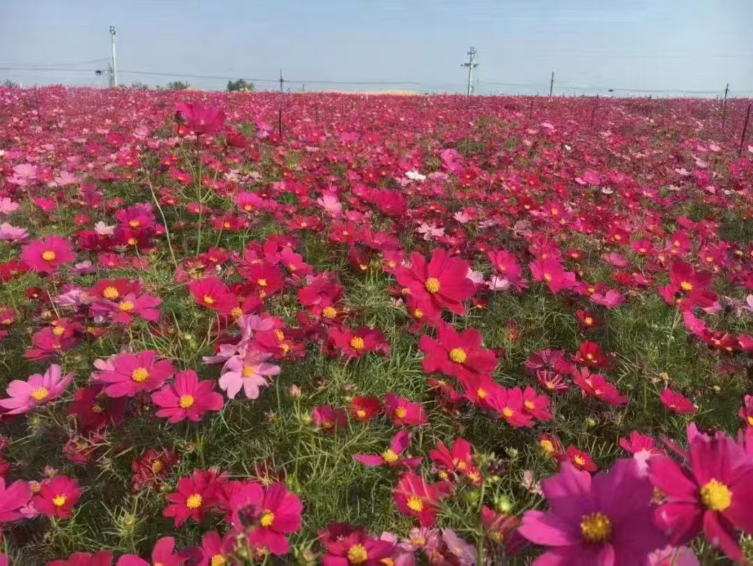 济宁市野花组合种子野花组合种子