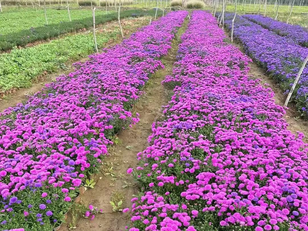 济宁市野花组合种子雏菊