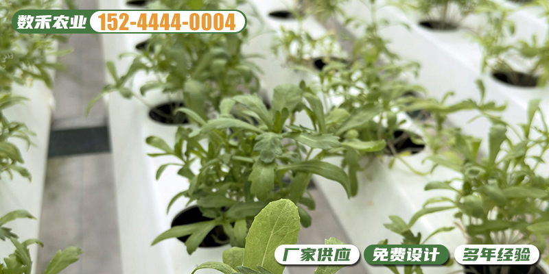 宜春市无土栽培温室水培种植