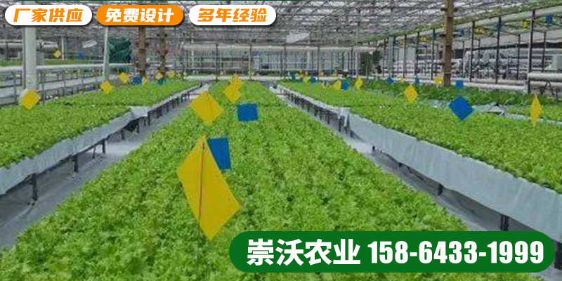 淮北市智慧农业水培