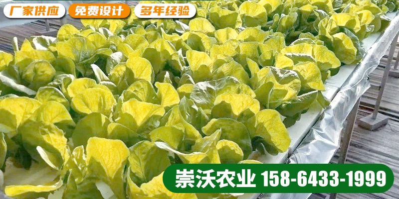 淮北市水培设备智慧农业