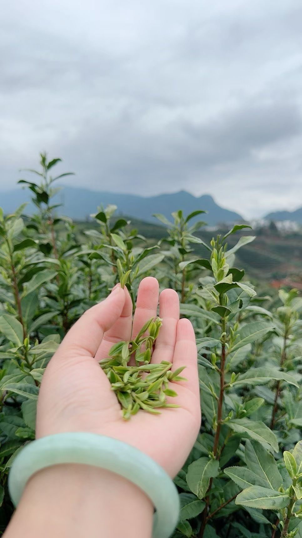 神湾镇云雾高山绿茶供应链茶叶供应商