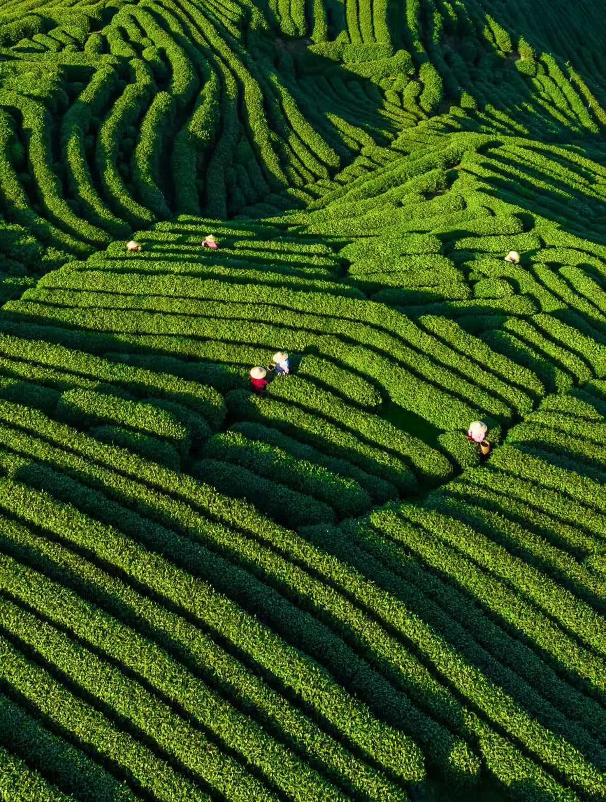 神湾镇云雾高山绿茶供应链茶叶批发
