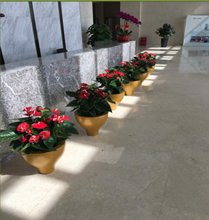 北京花卉租摆甲醛治理