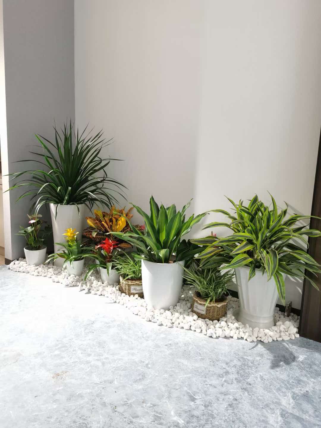 北京甲醛治理绿植花卉租摆