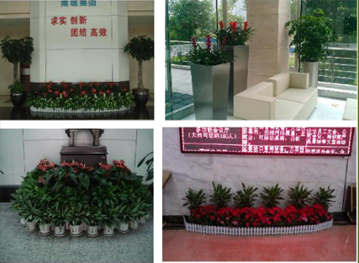 北京甲醛治理节日花坛绿植花卉