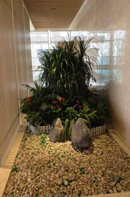 北京展会绿植花卉造景甲醛治理