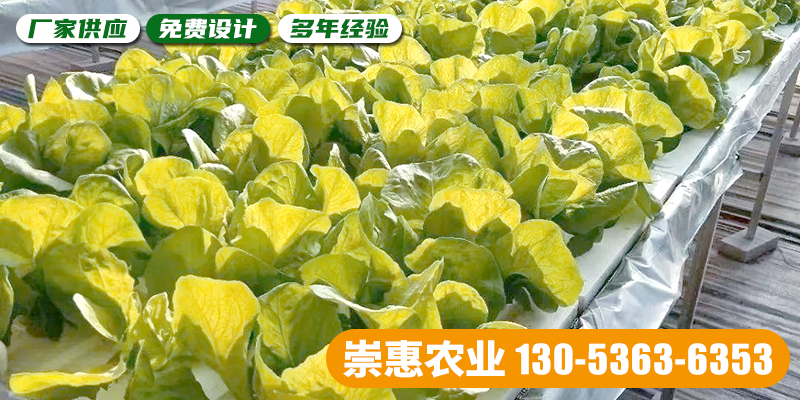 济宁市水培蔬菜设备薄膜大棚