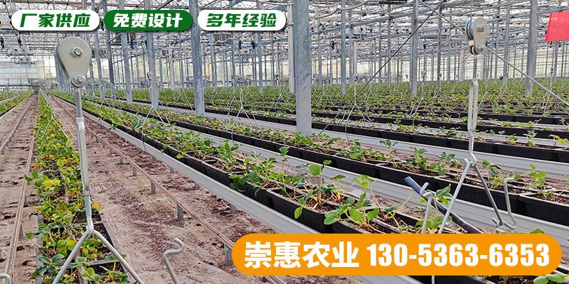 济宁市薄膜大棚吊挂草莓