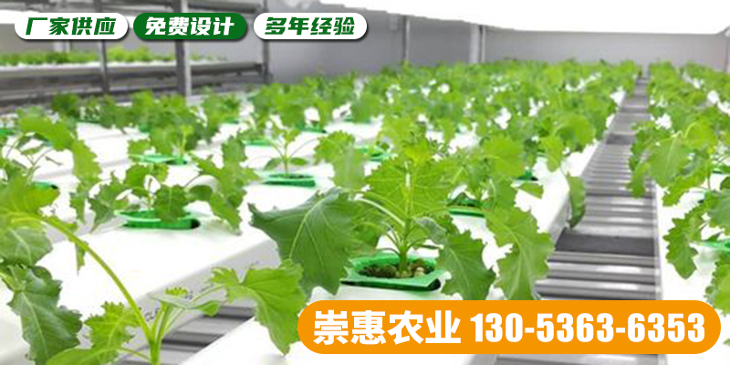 济宁市植物工厂薄膜大棚