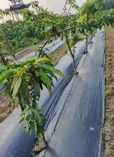嘉程土工材料案例图片