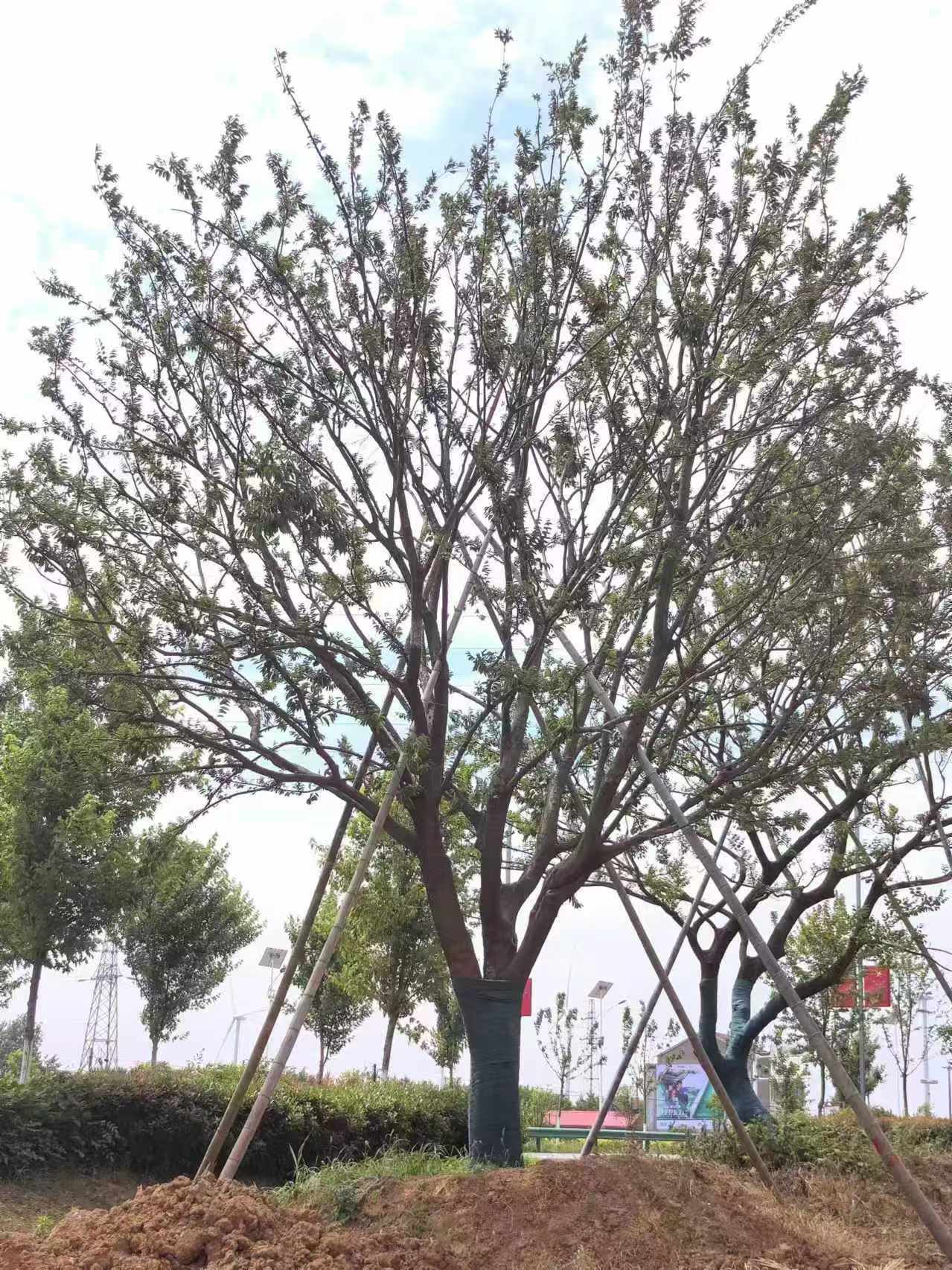 淄博市榉树基地丛生朴树