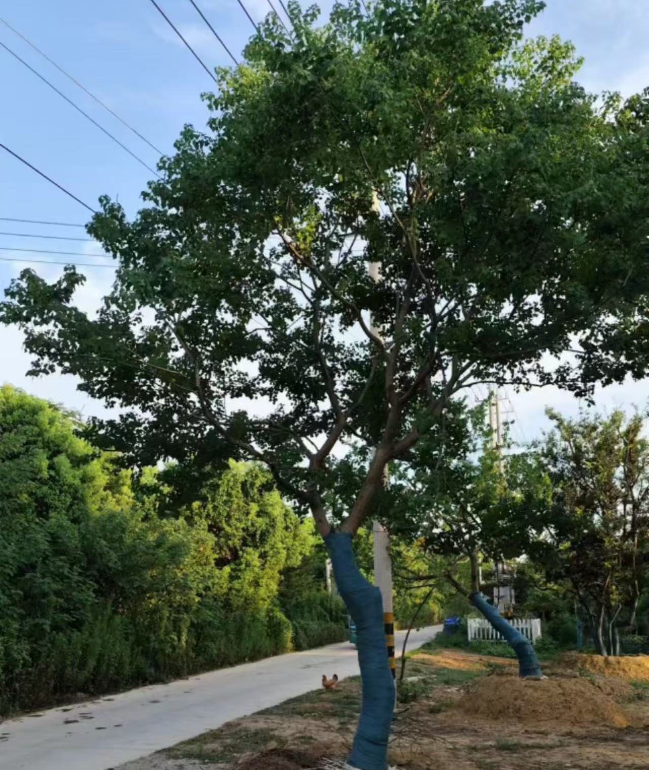 淄博市榉树基地乌桕