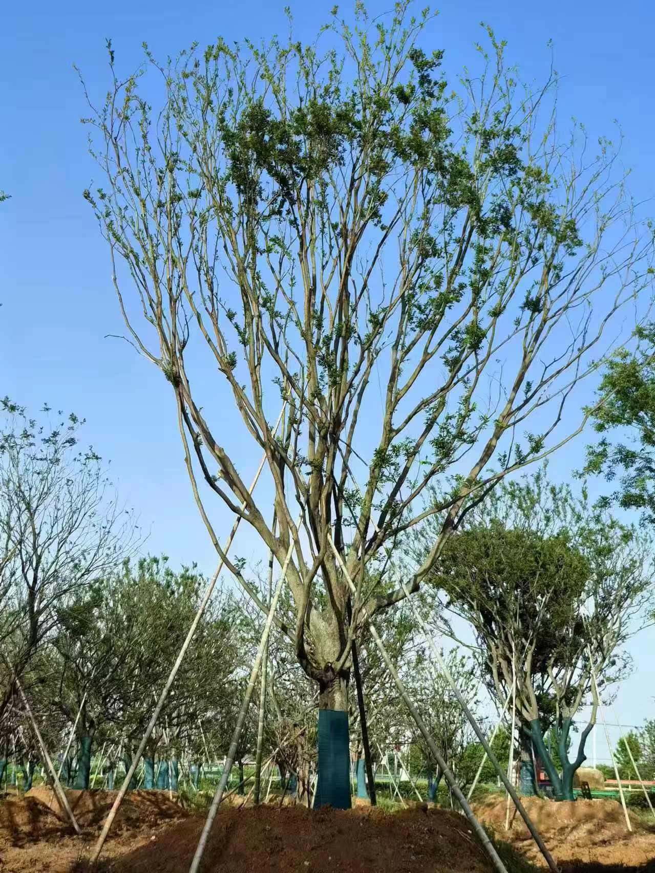 淄博市10公分朴树榉树基地