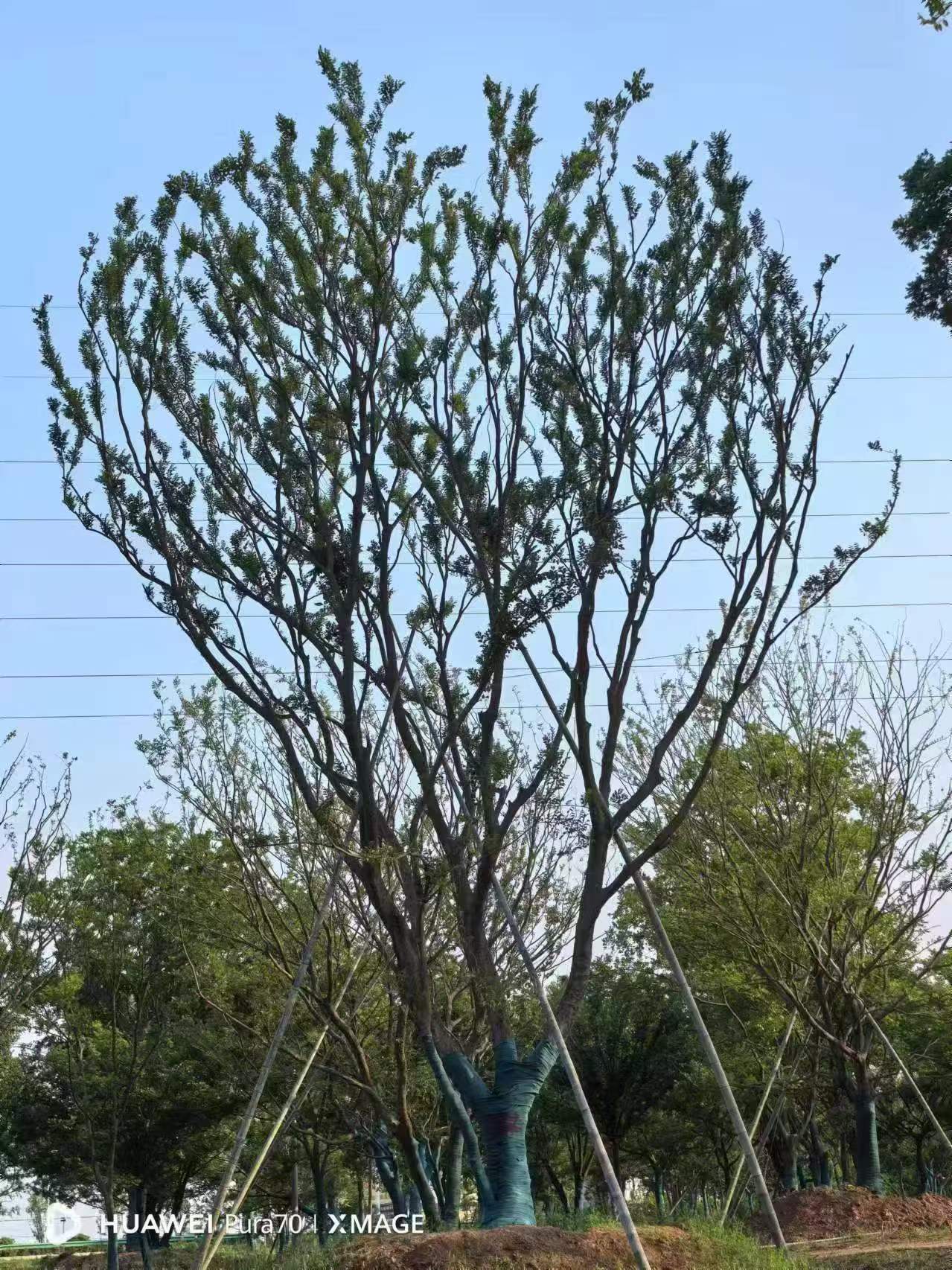 淄博市榉树基地50公分朴树