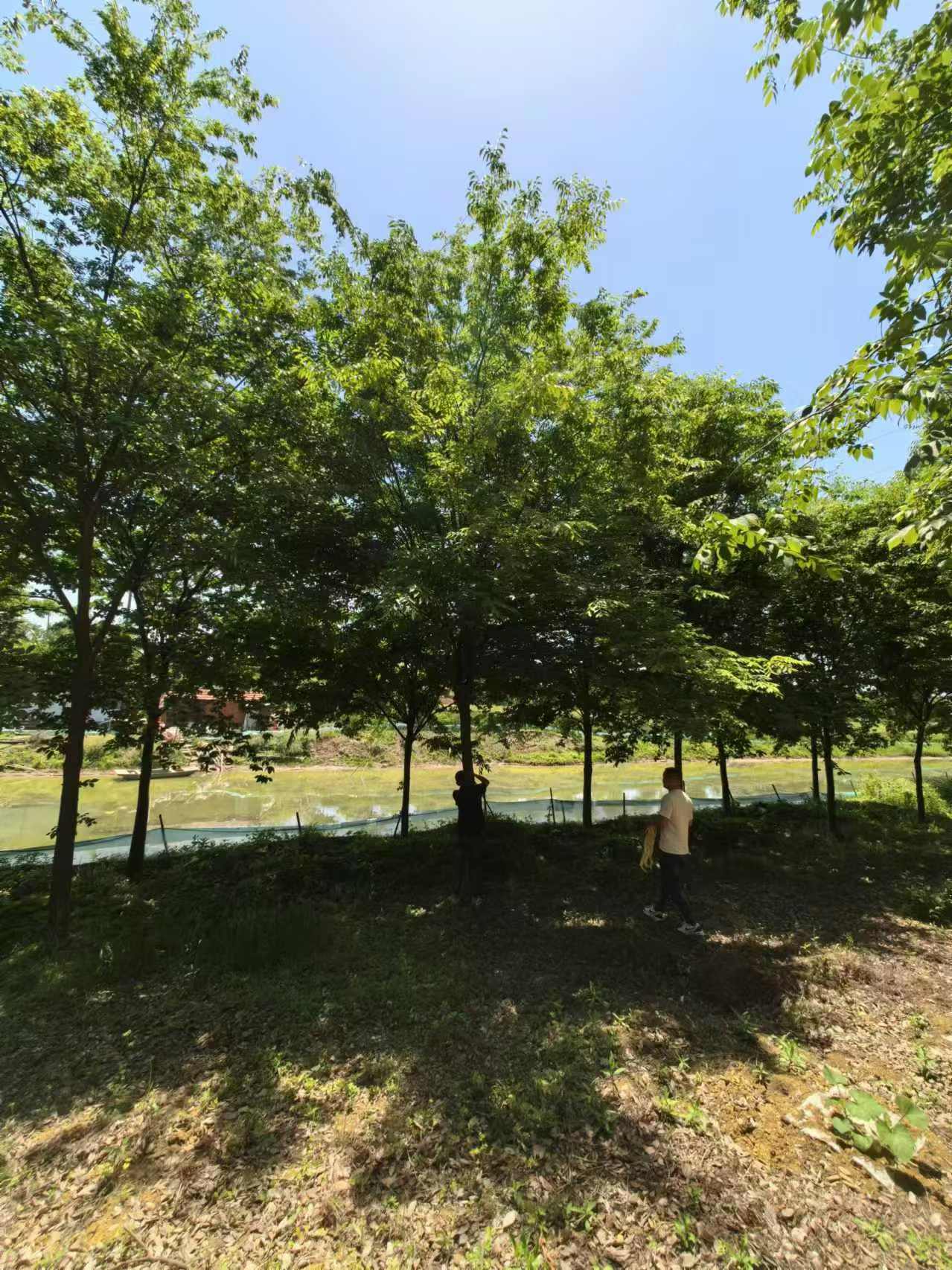 淄博市榉树基地16公分榉树