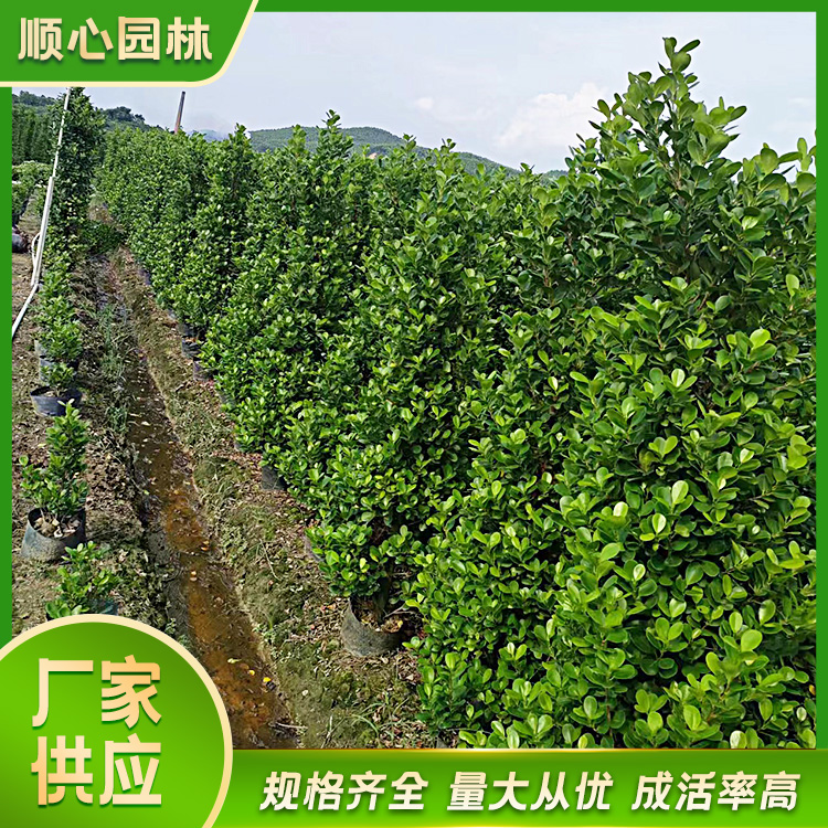 顺心园林绿化案例图片