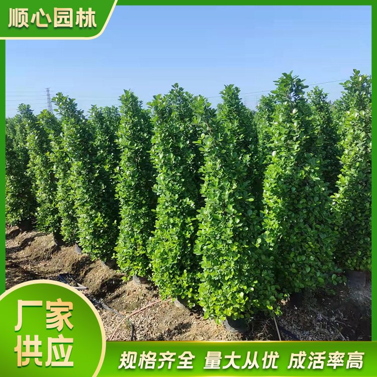 顺心园林绿化案例图片