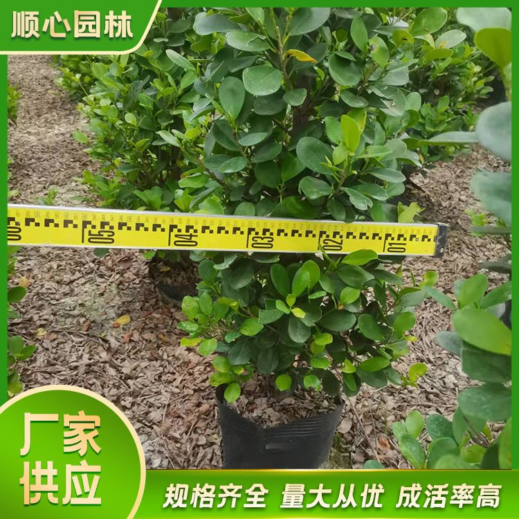 顺心园林绿化案例图片