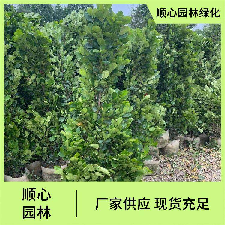 顺心园林绿化案例图片