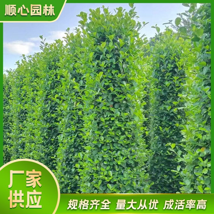 攀枝花市东区火山榕基地