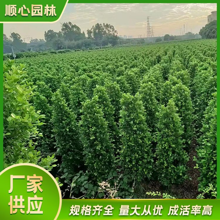 攀枝花市东区精品火山榕
