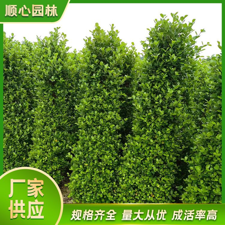 攀枝花市东区火山榕苗木