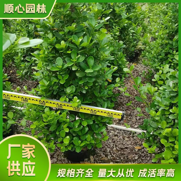 攀枝花市东区火山榕大苗