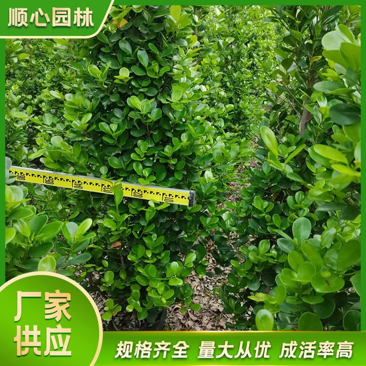 攀枝花市东区小果榕