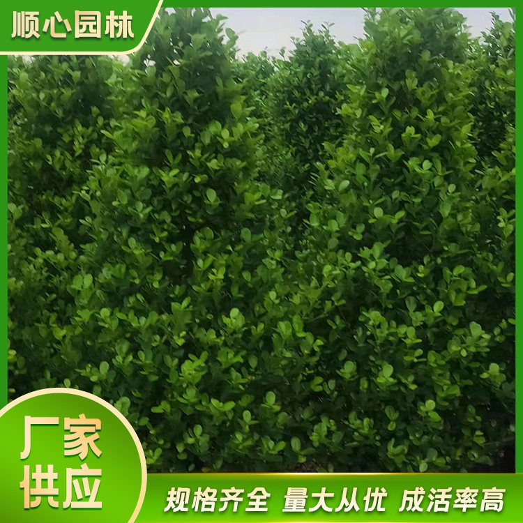 攀枝花市东区塔形火山榕