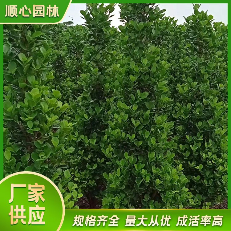 攀枝花市东区圆叶榕