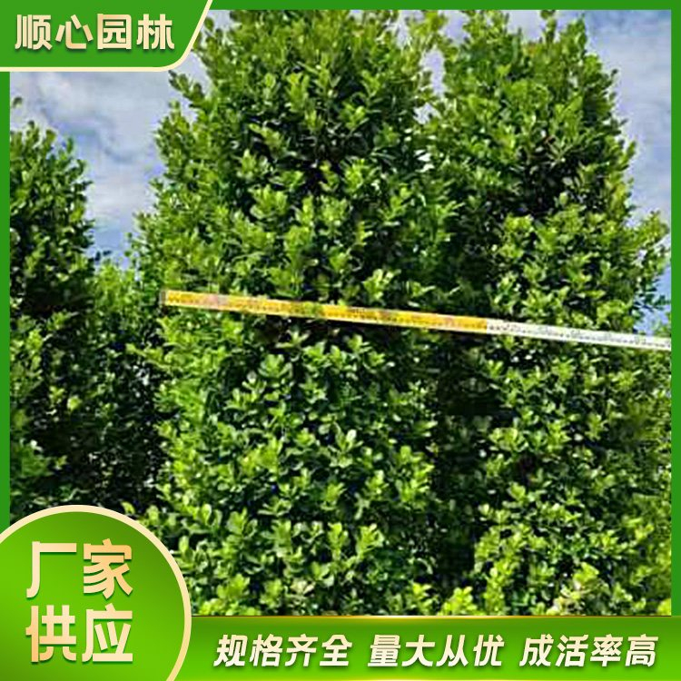 攀枝花市东区榕属植物
