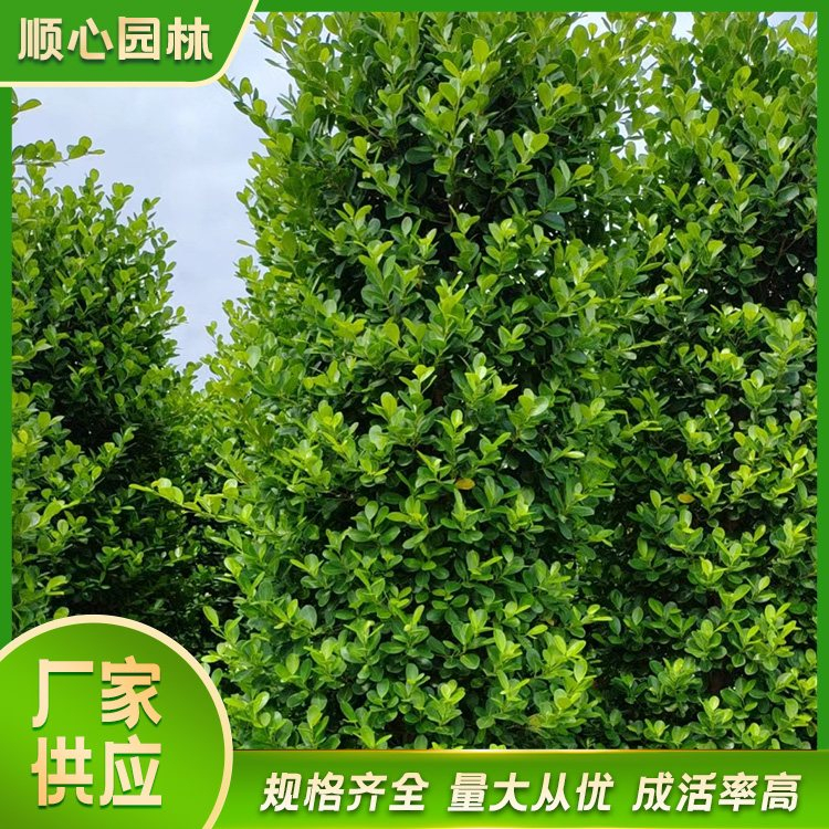 攀枝花市东区景观榕树