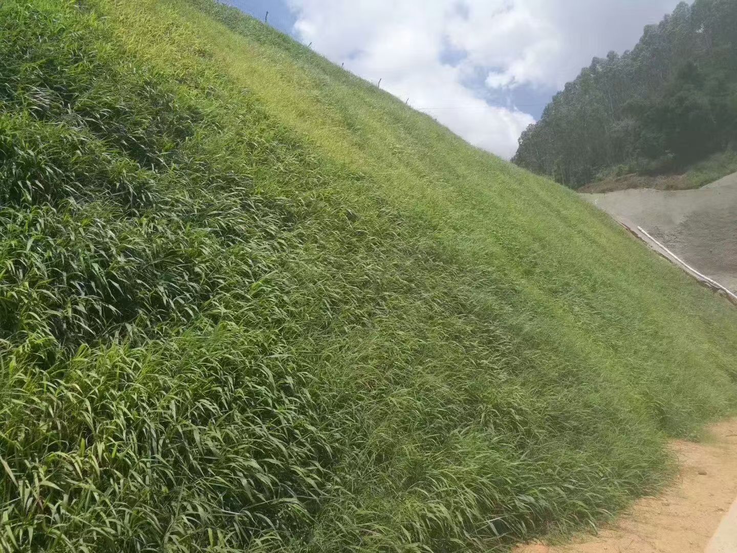 昌吉回族自治州草坪种子矿山修复种子