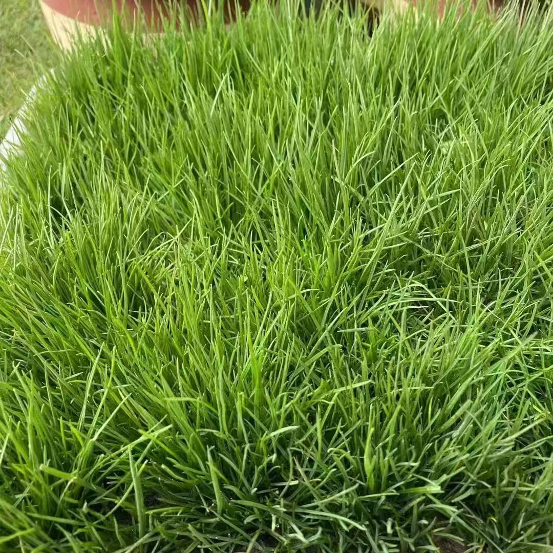 昌吉回族自治州护坡草籽矿山修复种子