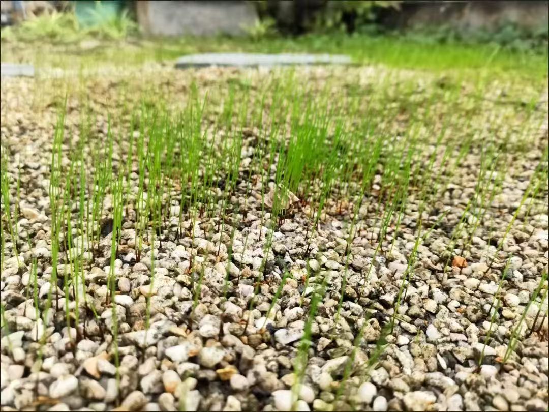 昌吉回族自治州矿山修复种子花卉种子