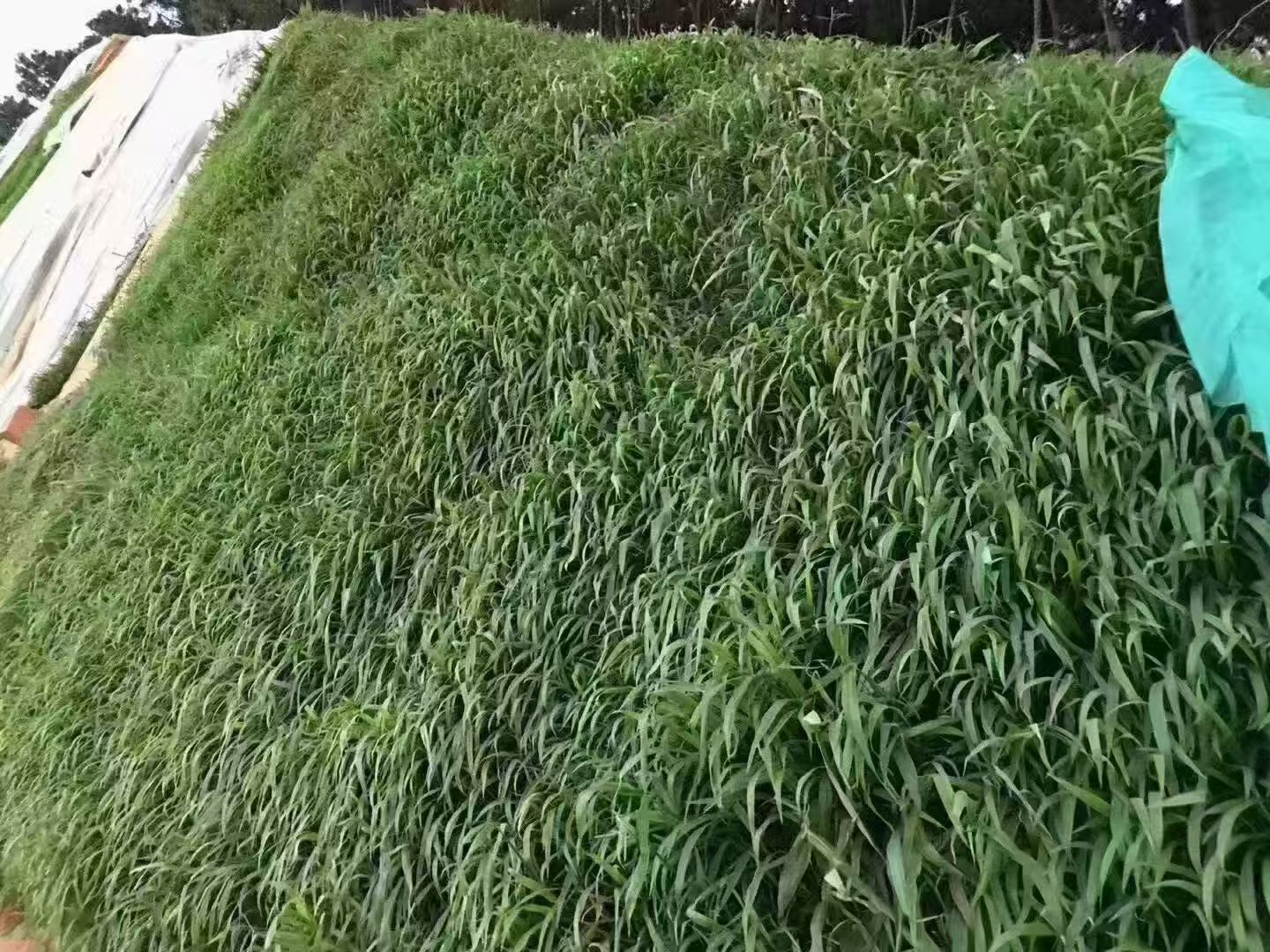 昌吉回族自治州黑麦草种子矿山修复种子