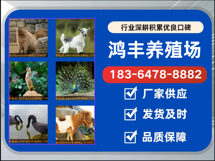 鸿丰养殖场